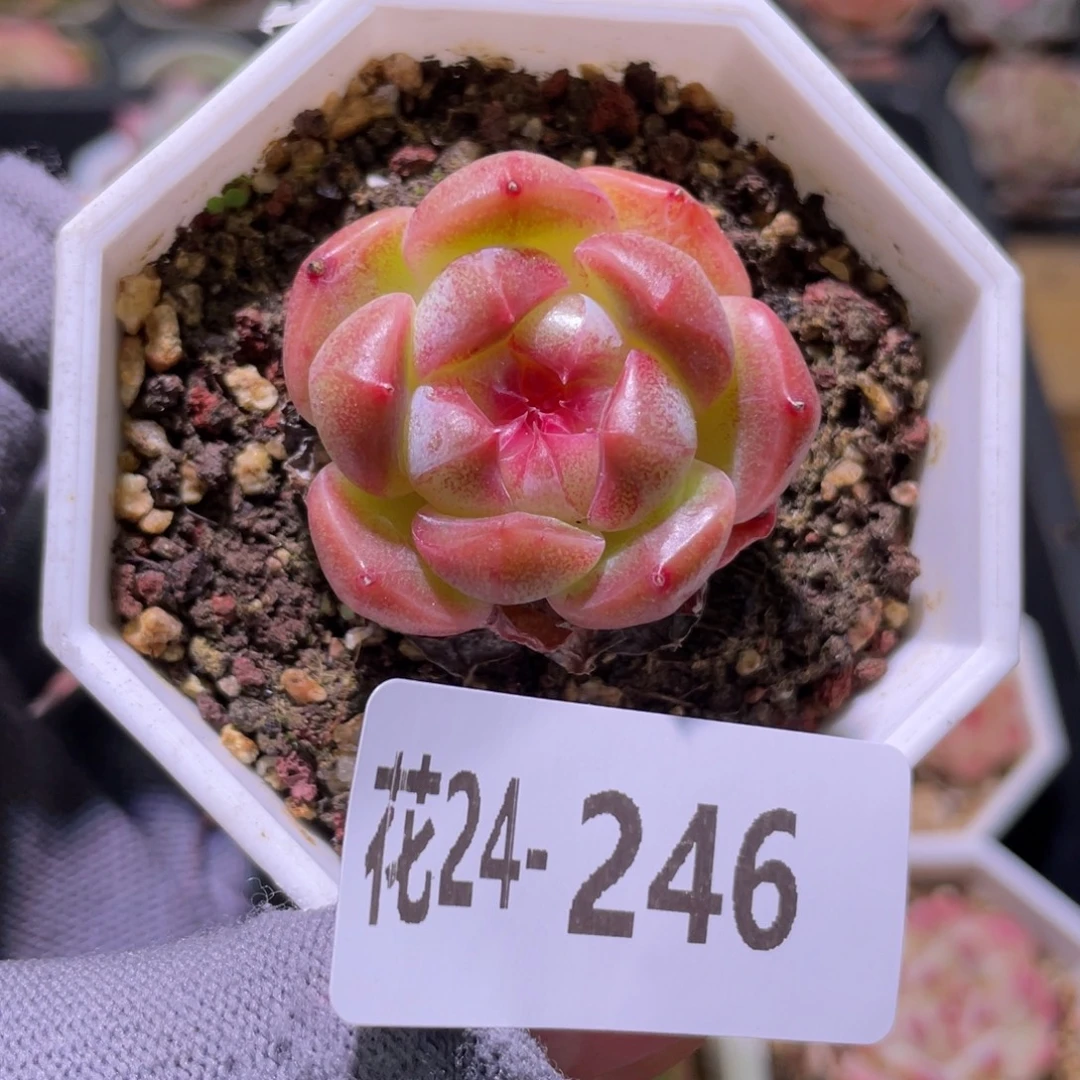 花利美24-246精选糖心