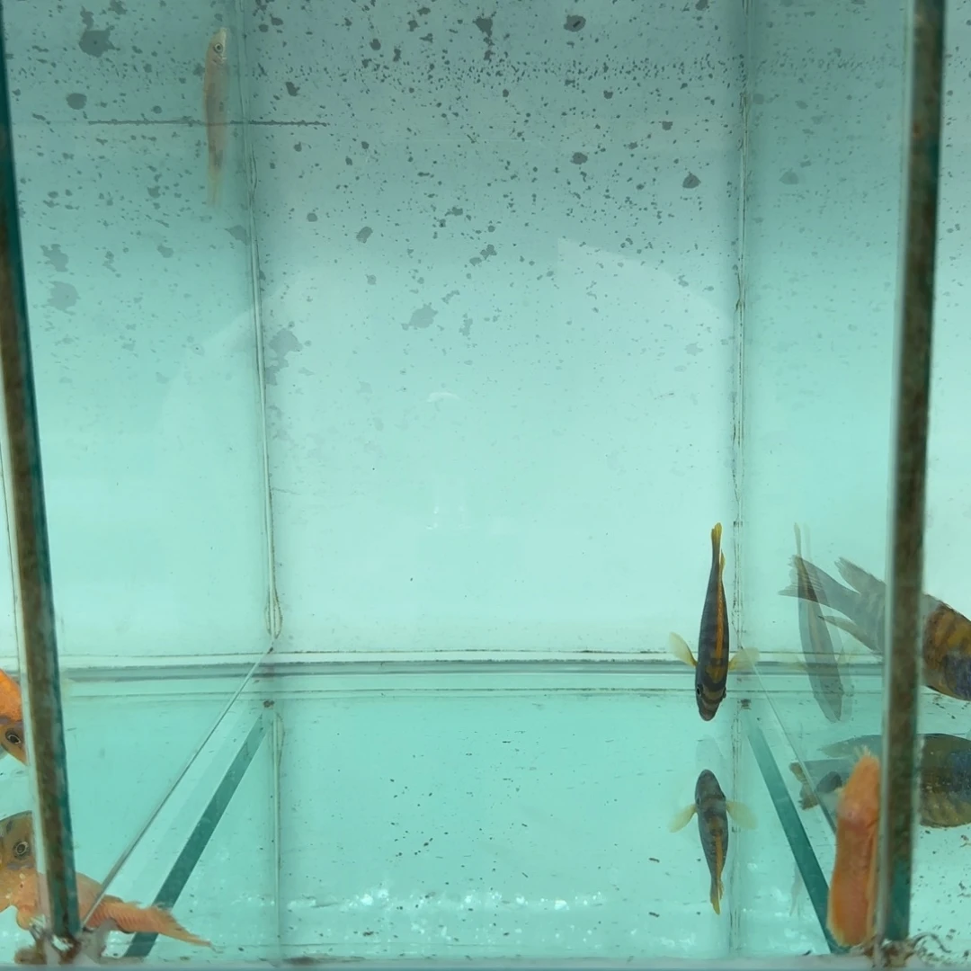 逗***爸鱼红鸡1418.