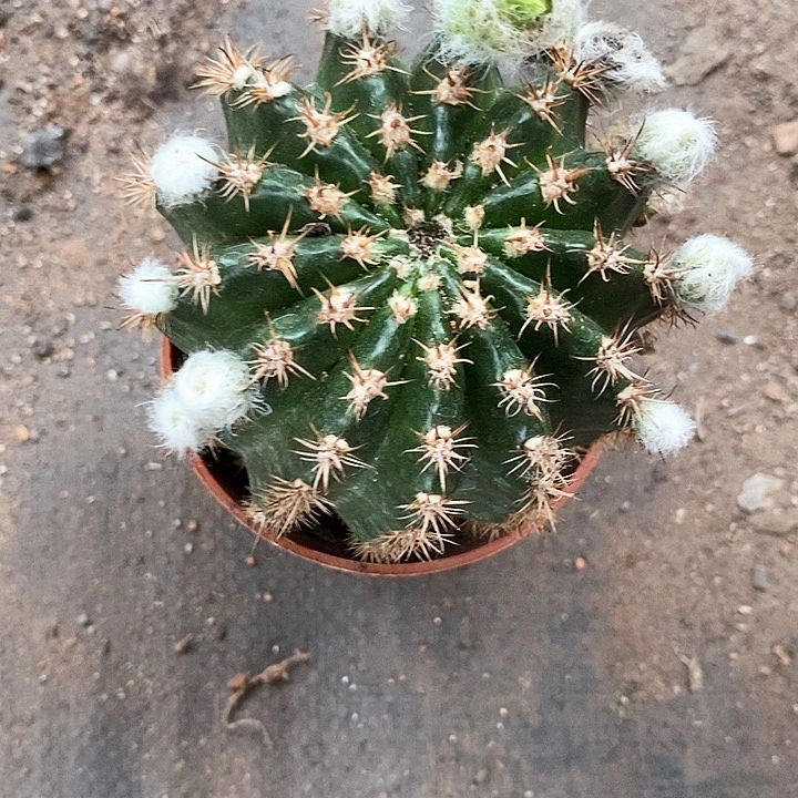 绿姬仙人球2467788