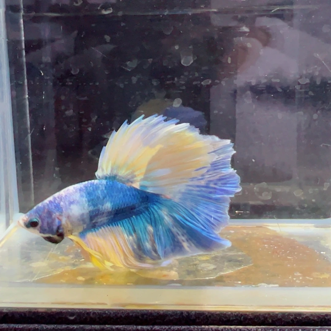 斗鱼浅色特殊尾hhhhh