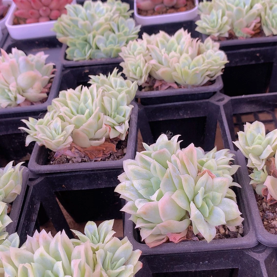 血红纱裙2456789999000