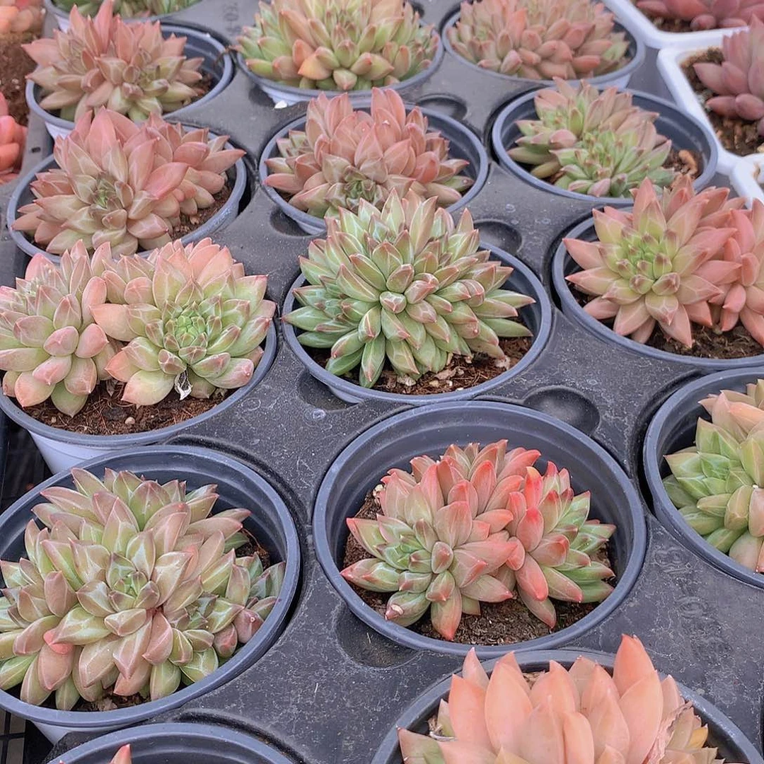 幻影美人4567899000000