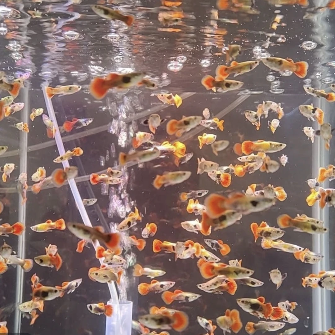 【孔雀鱼30条】小型淡水孔雀鱼观赏鱼凤尾鱼好养耐活