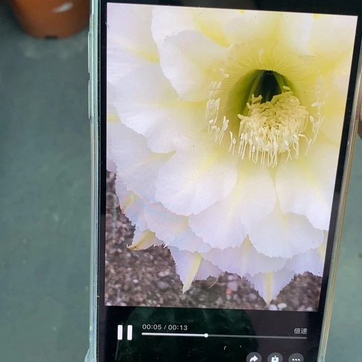 彩草黄白羽带根5公分左右