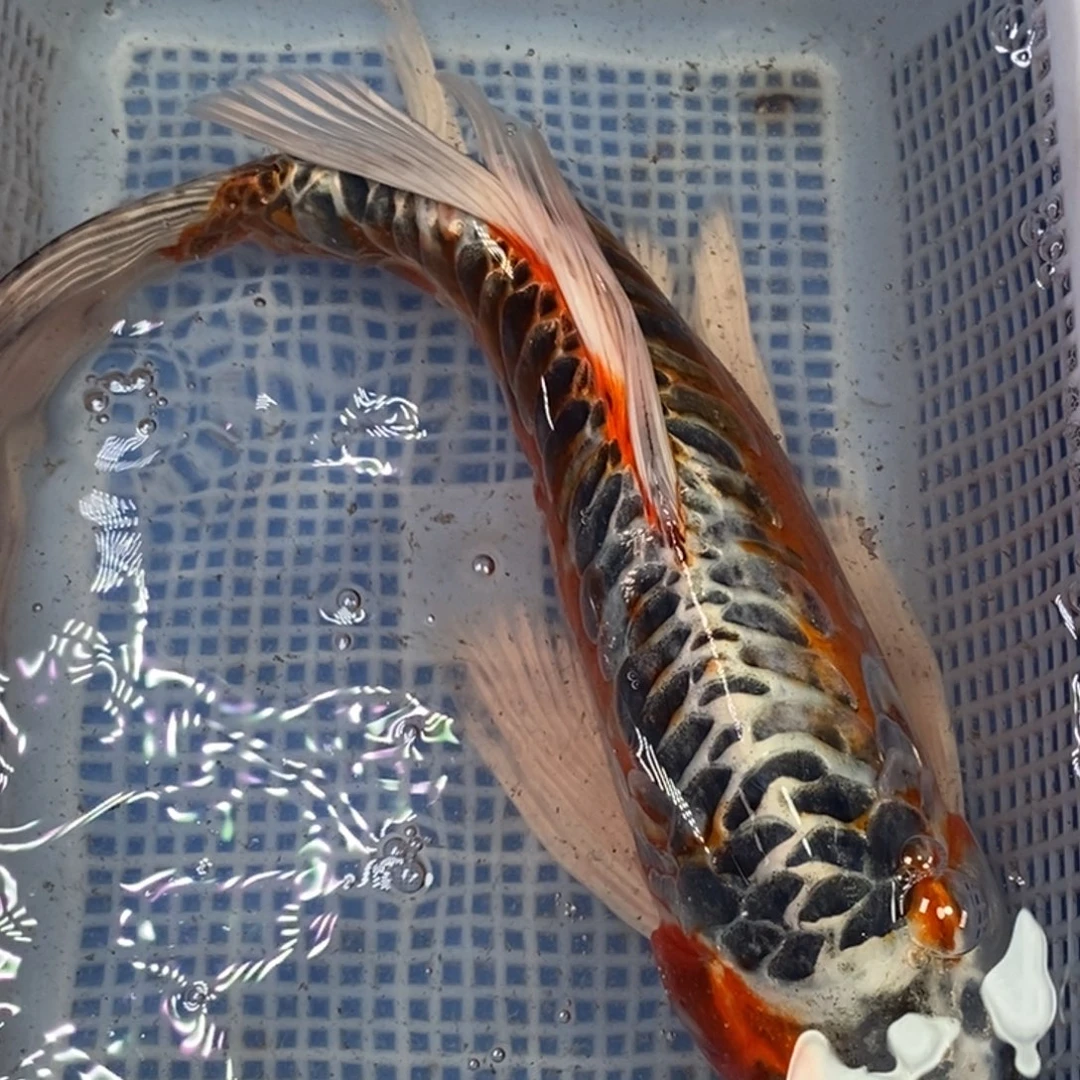 锦鲤冷水锦鲤包邮