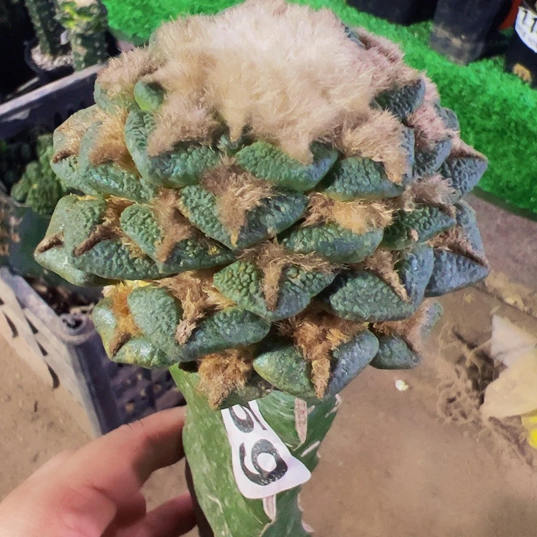 无花朵福利大尤黑牡丹859