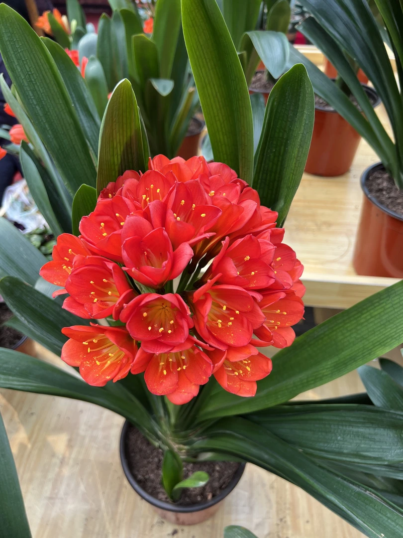 好品种 四季君子兰 花卉盆栽绿植 当年可开花 原盆原土发货