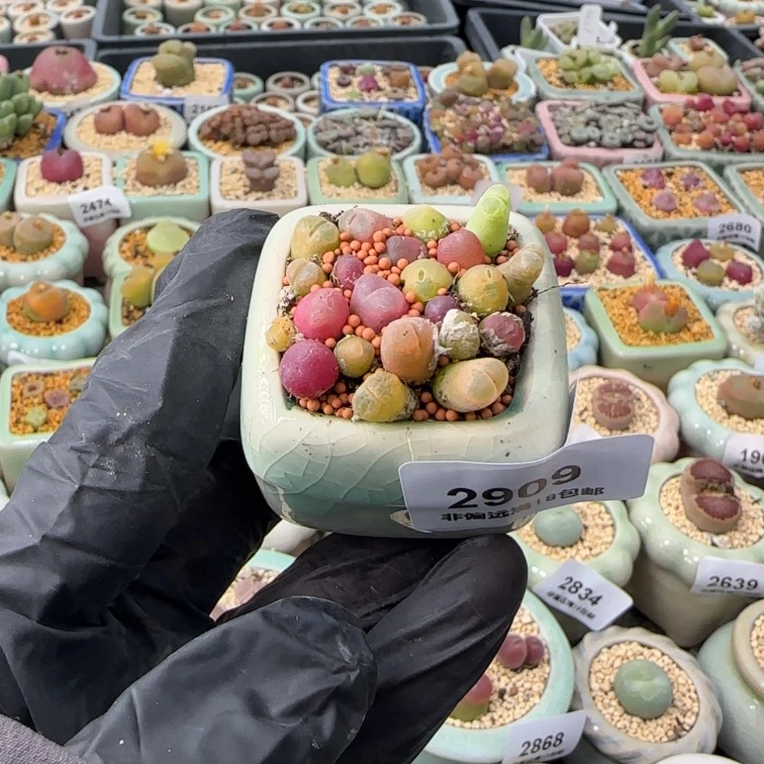 2909 -一物一拍 带盆