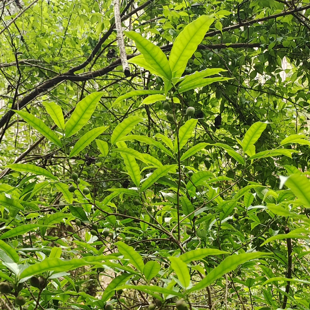 赣南深山老林农家自采小叶牛奶根干煲汤味道浓郁
