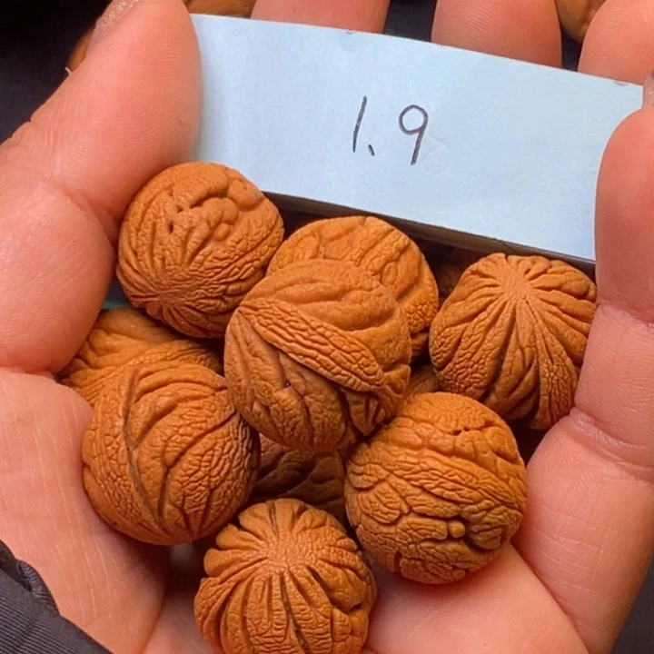 秦岭龙纹桃核14颗