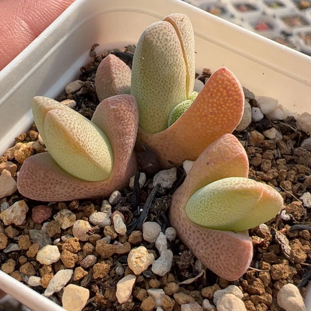 113多肉植物组合