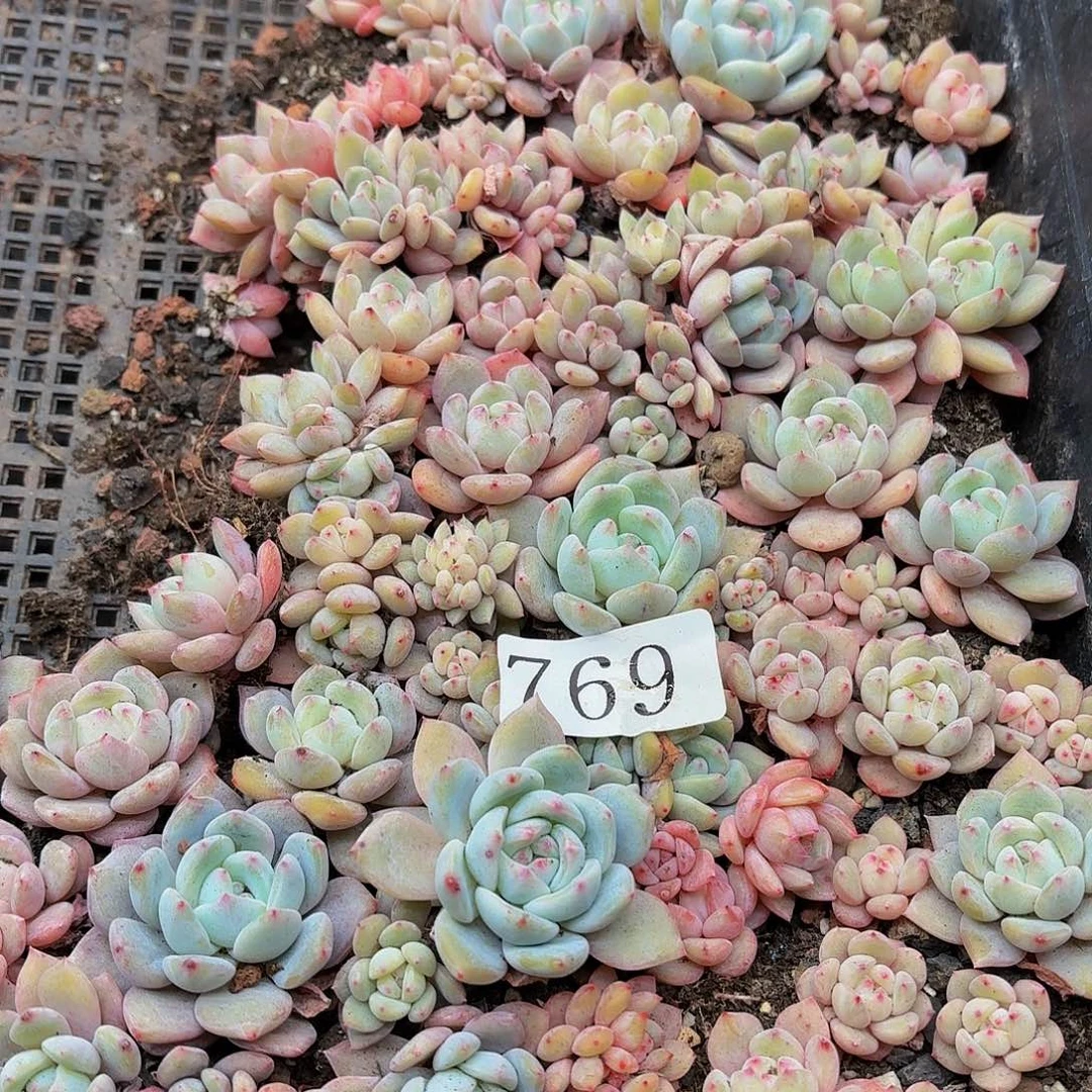 博***?多肉植物多肉植物769