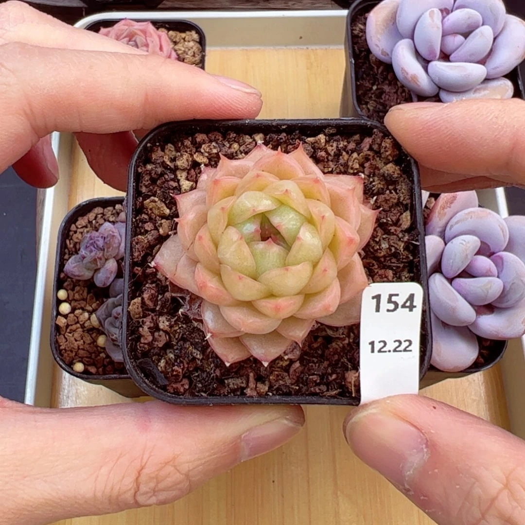 好好看154、哈哈哈哈