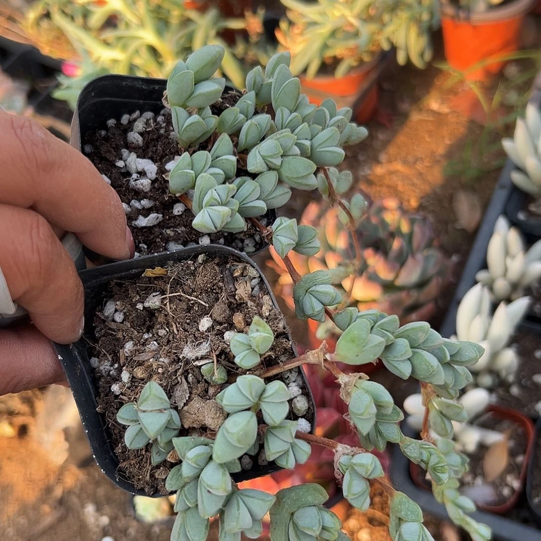 多肉植物多肉植物