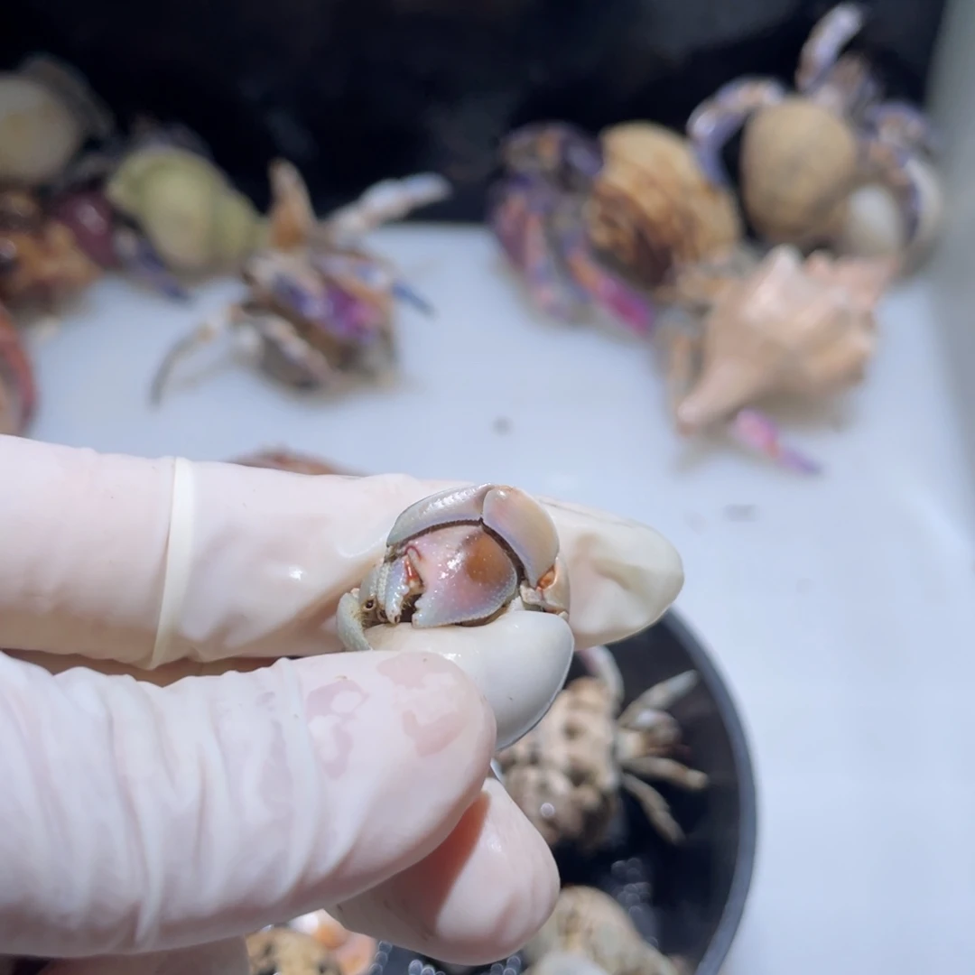 G13 LXy专拍紫陆1.5口磨尖