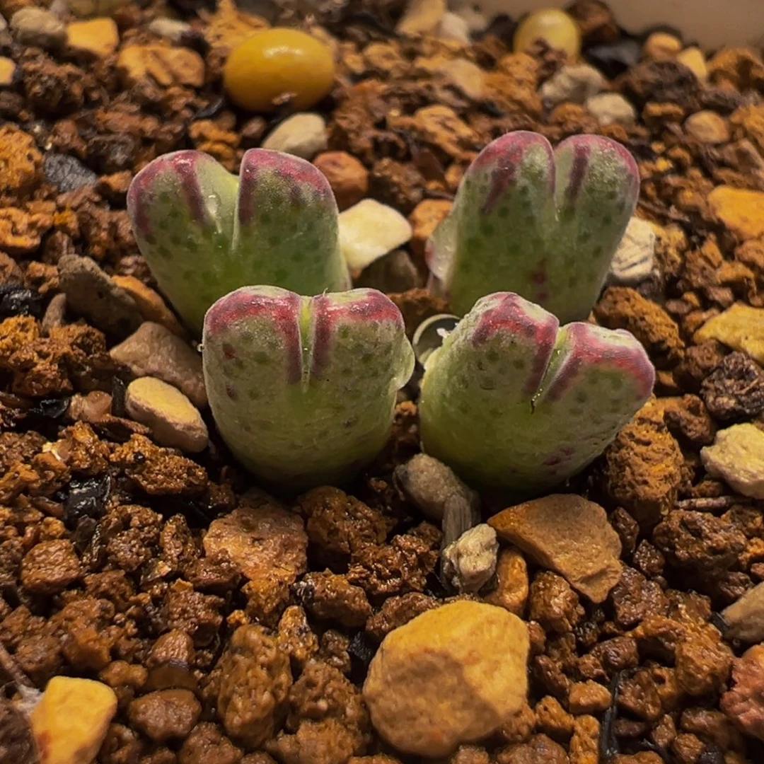 852多肉植物种类多样