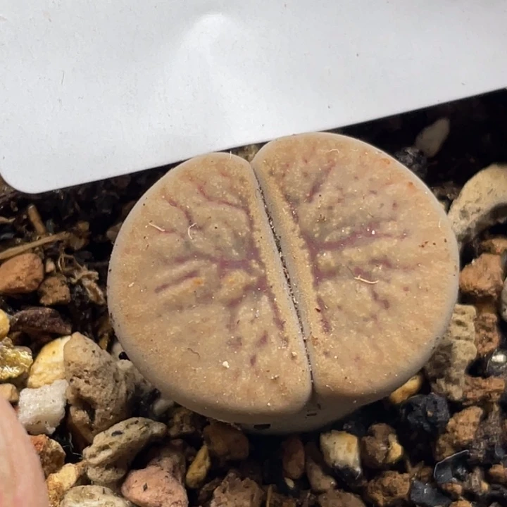 完全开放899母本线招福