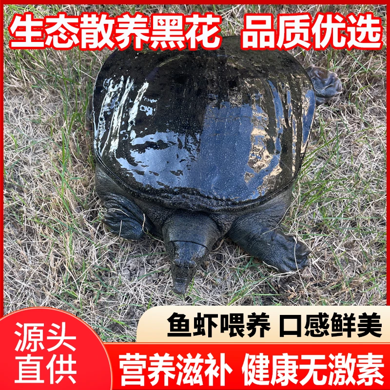 【公鳖】散养生态黑花甲鱼老鳖鲜活水鱼团鱼中华鳖王八食用水产
