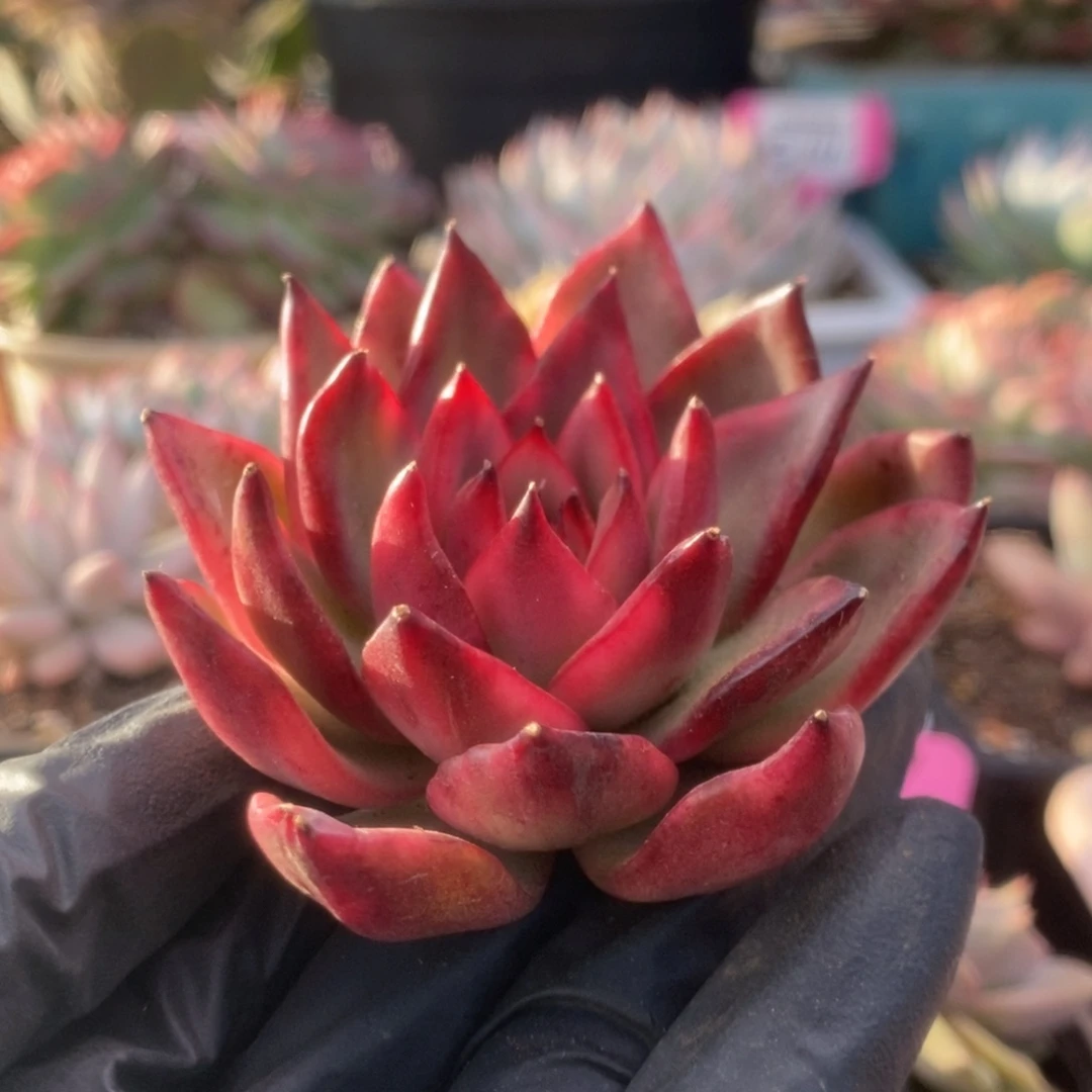 164厚叶吉赛尔锦锦锦