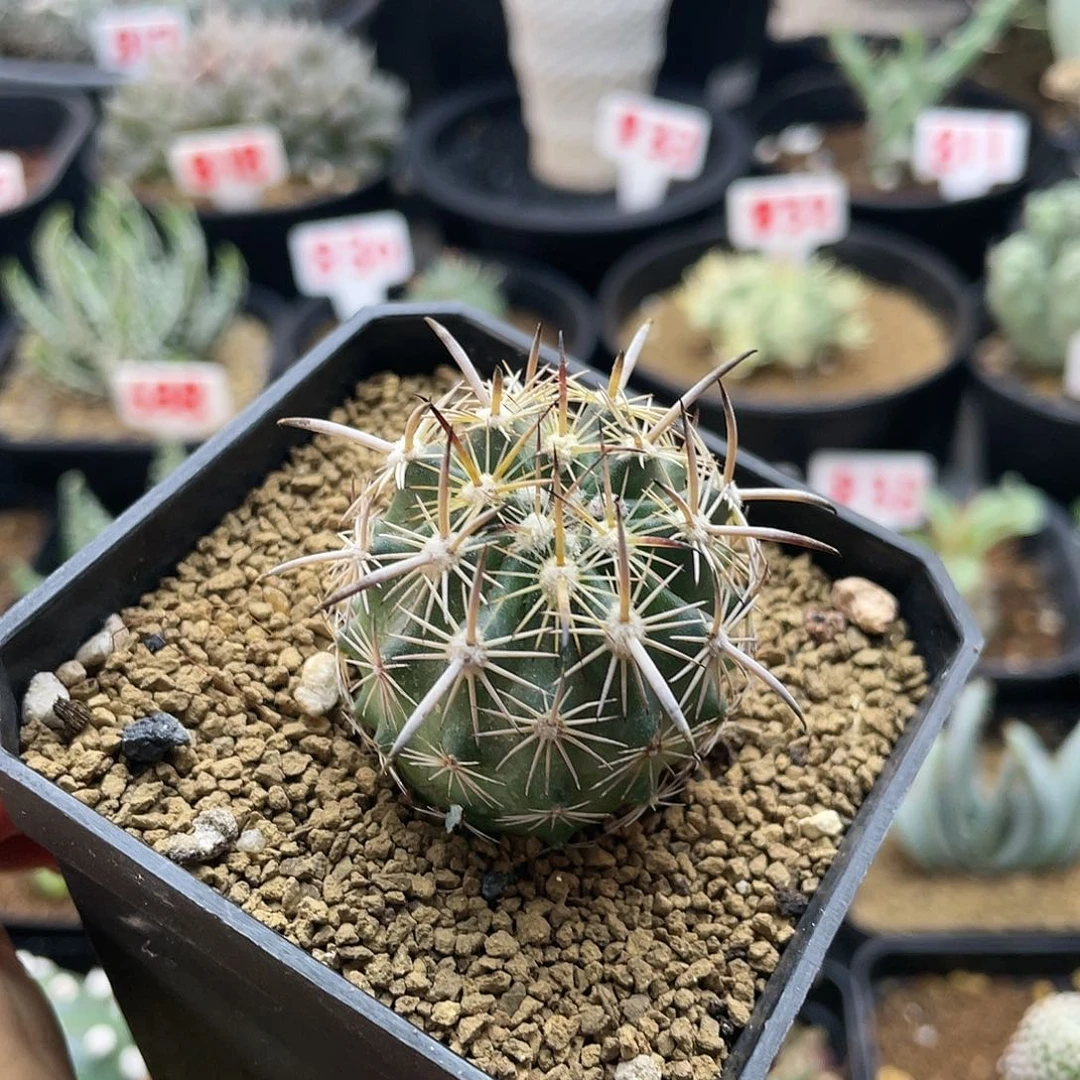实生狂刺虎爪玉的