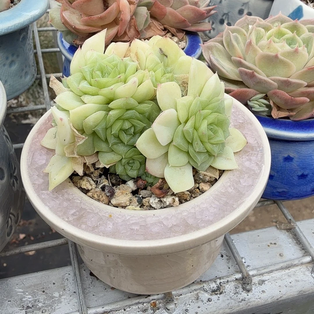 白天鹅带盆多肉植物