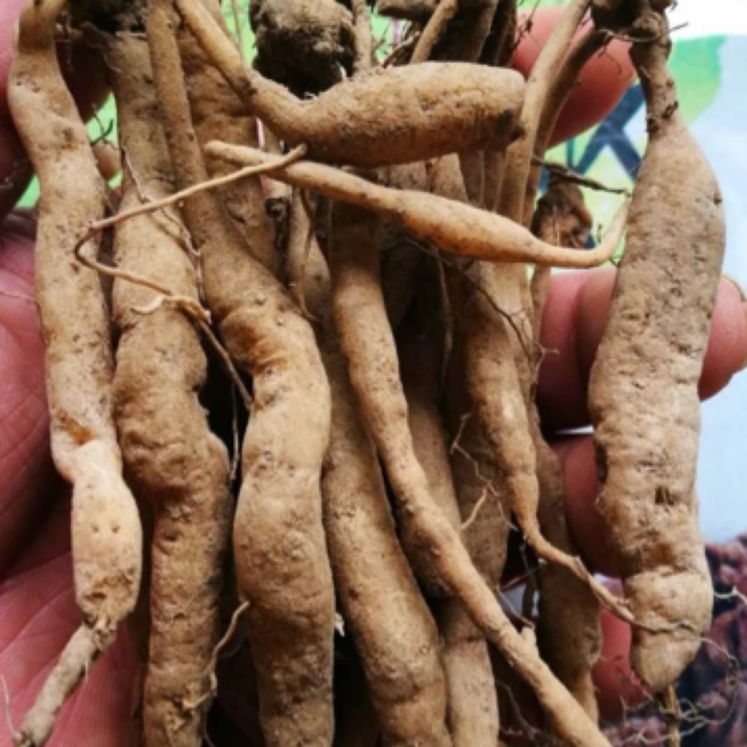 【蛟哥土特产】永嘉楠溪江高山菜头肾