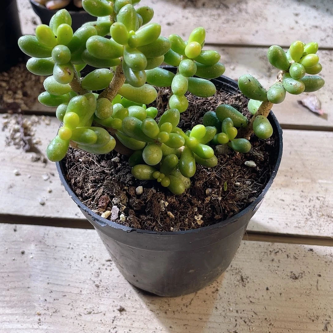 3049 绿龟卵 六月六