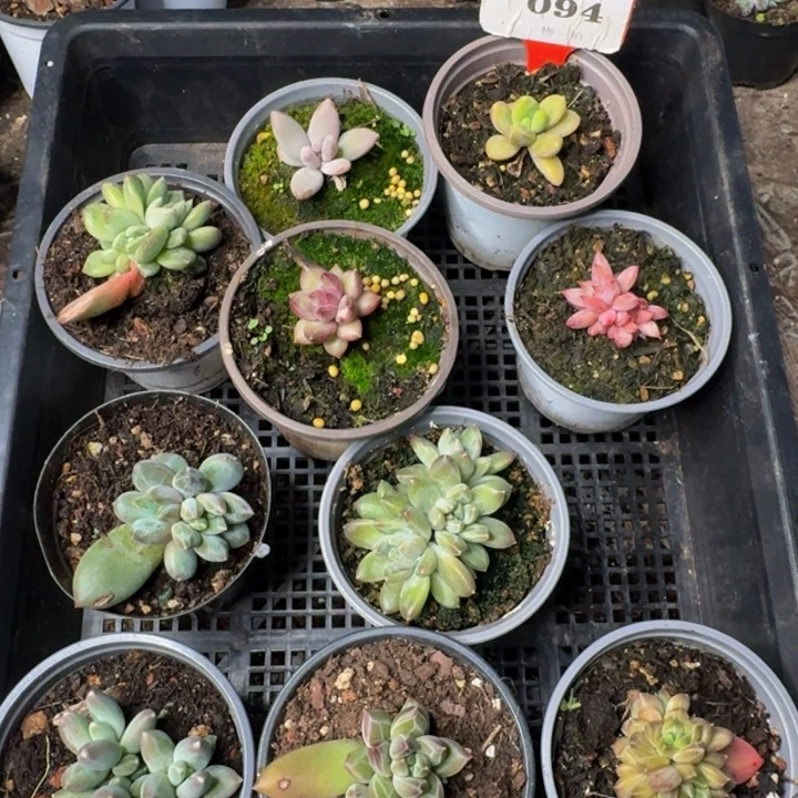 094多肉植物一物一拍