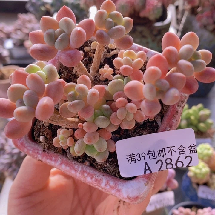 鱼子酱7cm2862多肉植物
