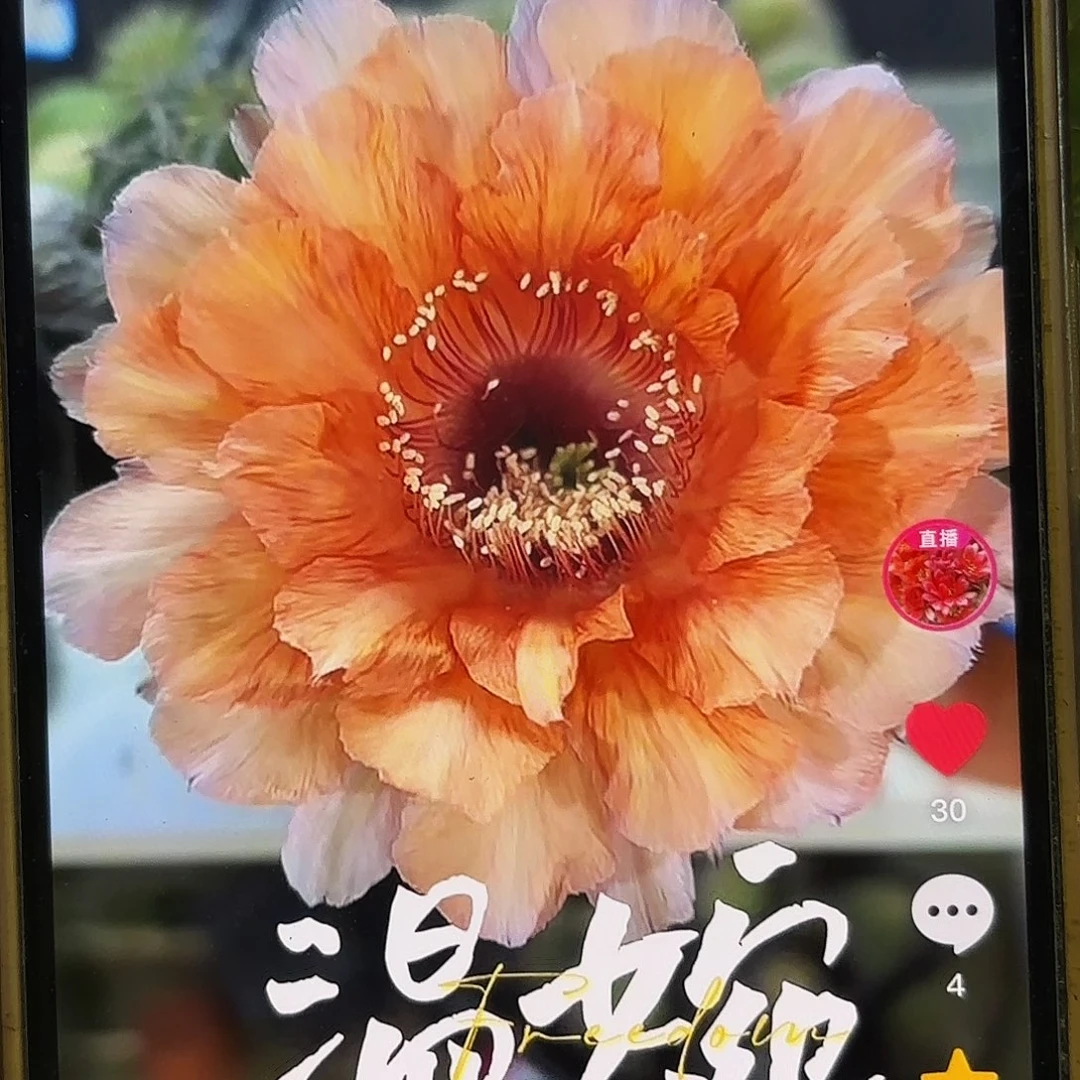 温婉彩侧牙20包邮仙人球57