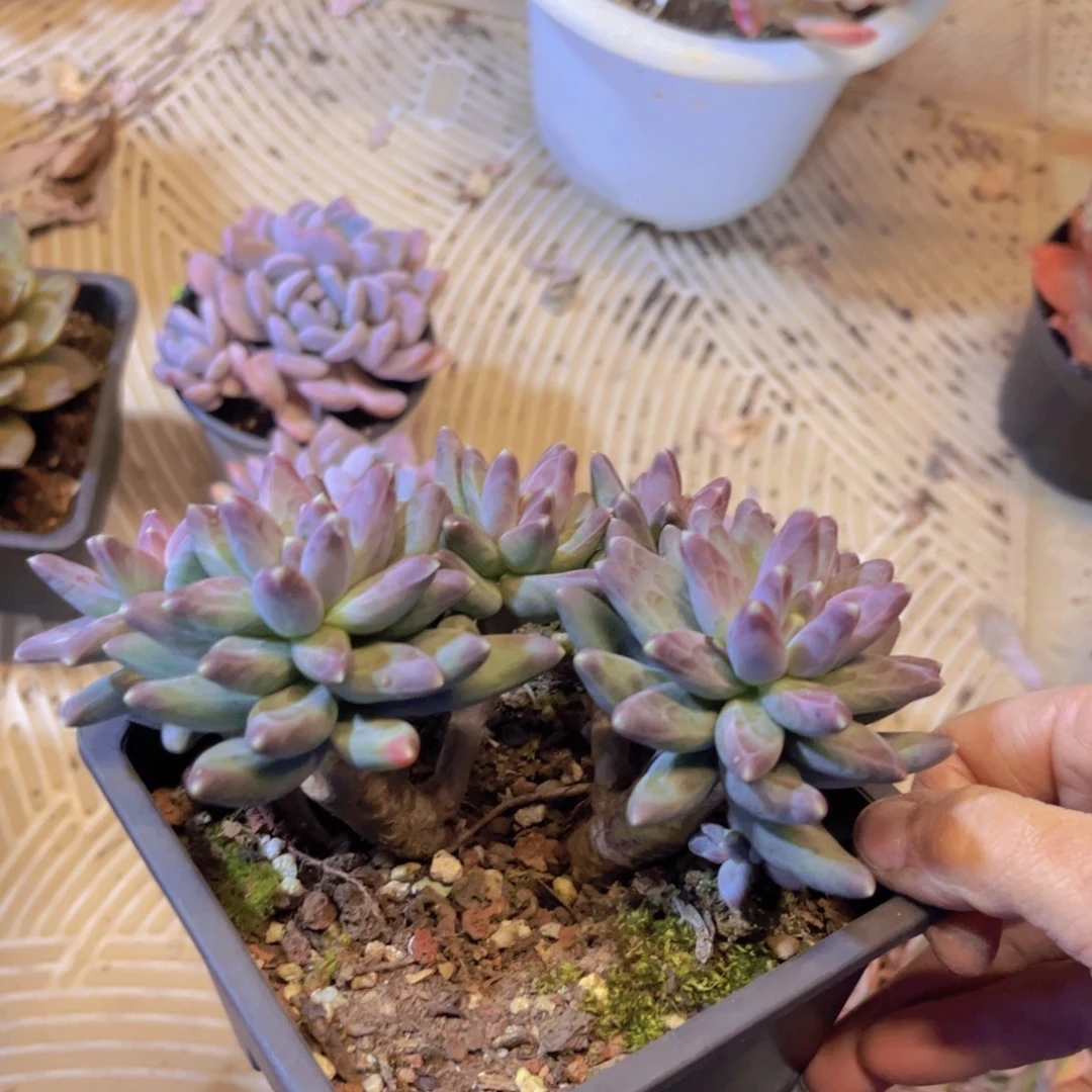 凤羽美人04213多肉植物