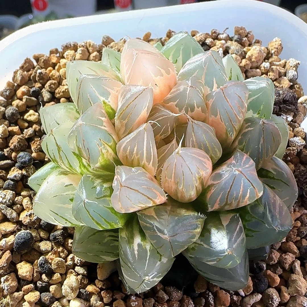 395号霓虹灯一物一拍带盆土