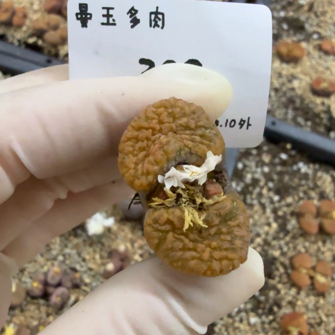 多肉多肉多肉10-309 超蛋