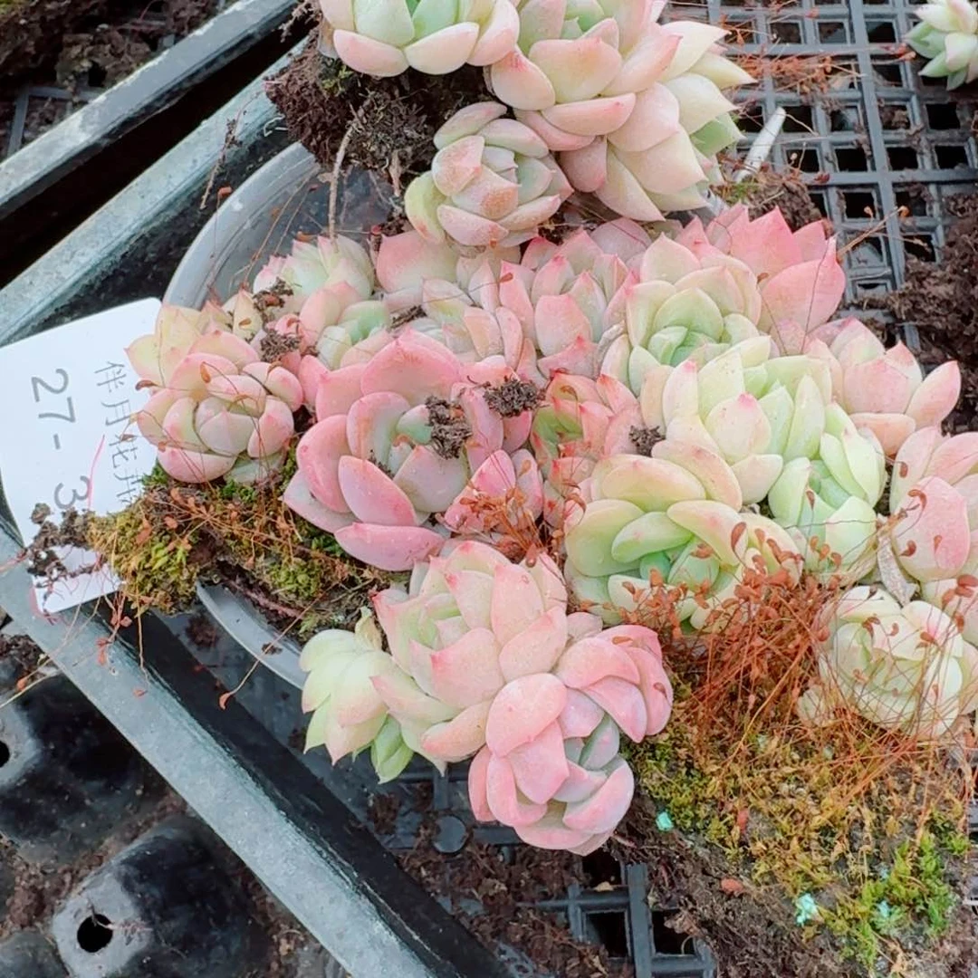 27-31多肉杂交宽叶美尼糖心珍妮量拍