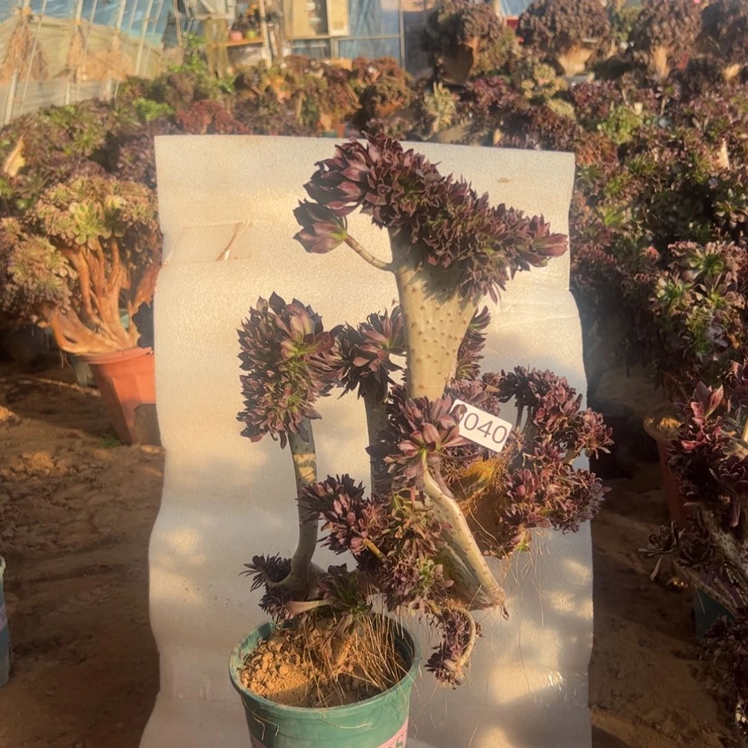 有伤黑缀040高度45厘米