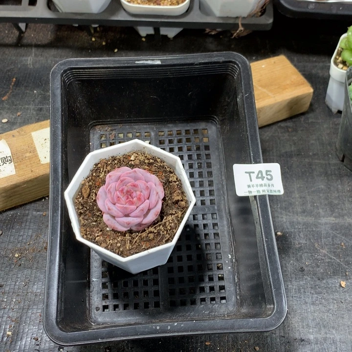 *****懒羊羊一物一拍专拍