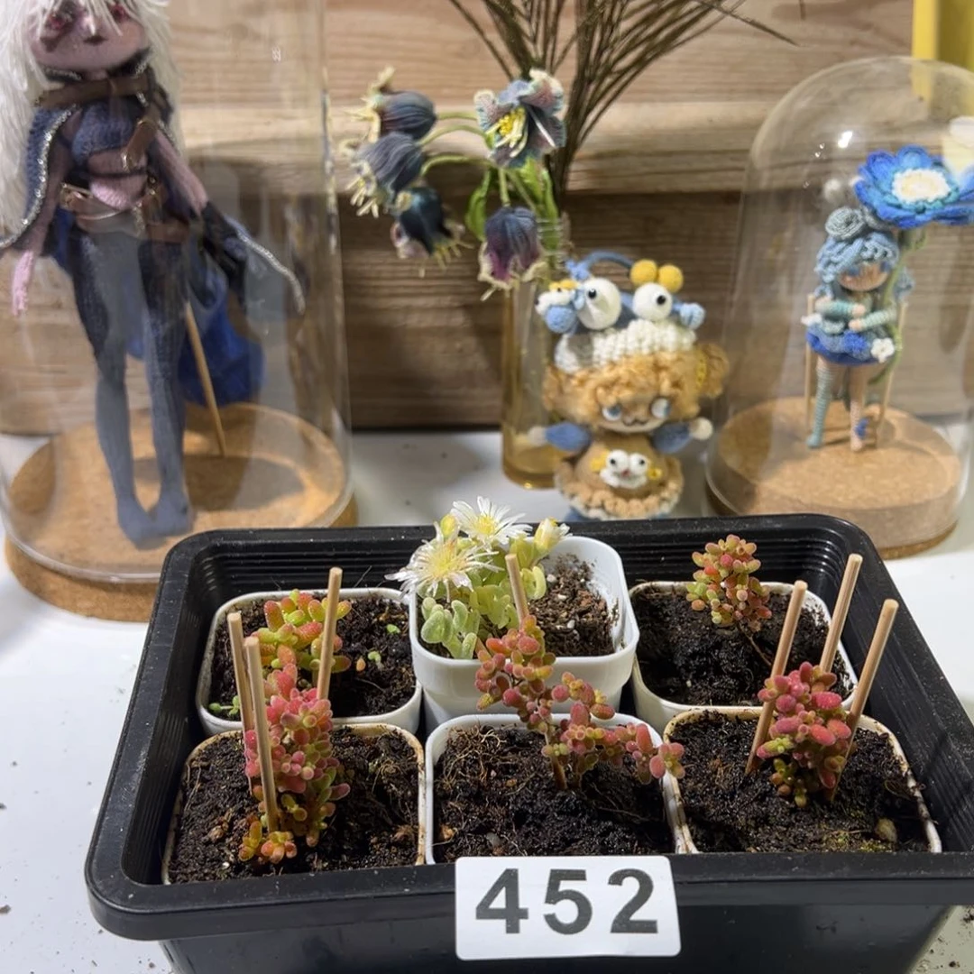 枝干番杏多肉植物452