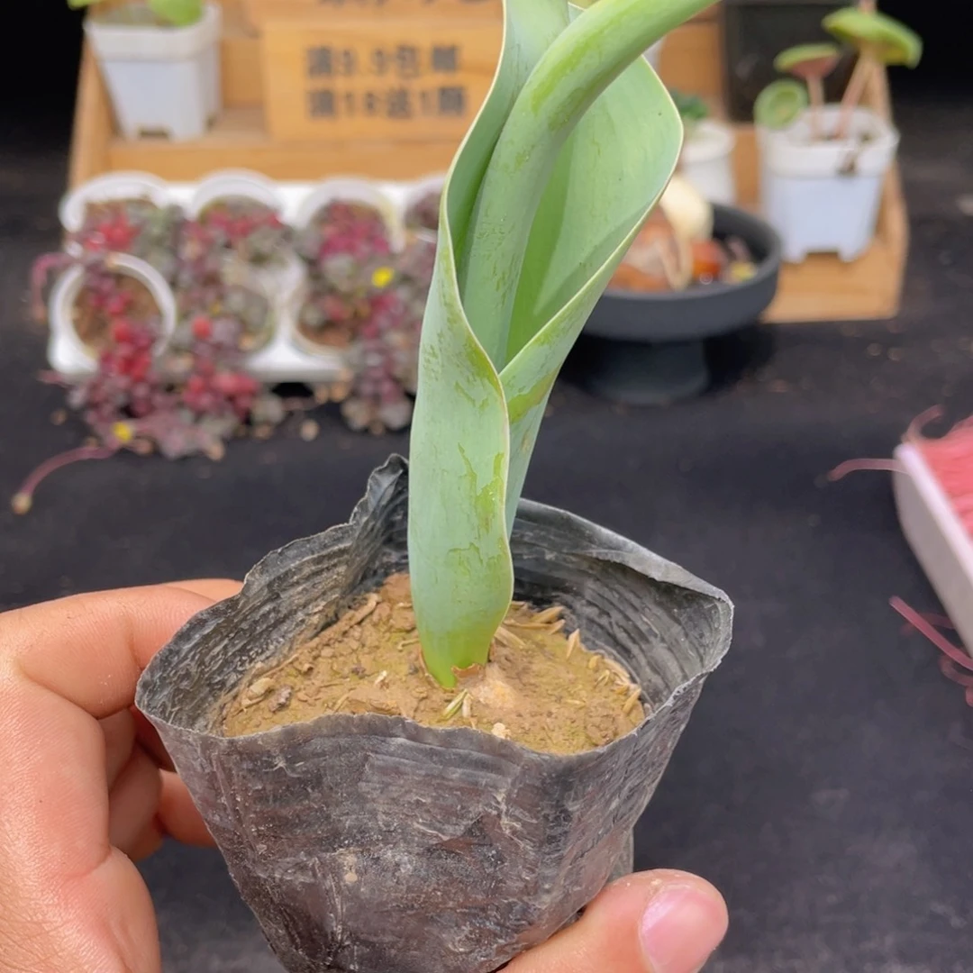 郁金香多肉9.9包邮发货