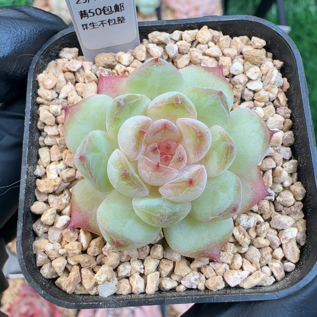 044   孤品   5厘米盆