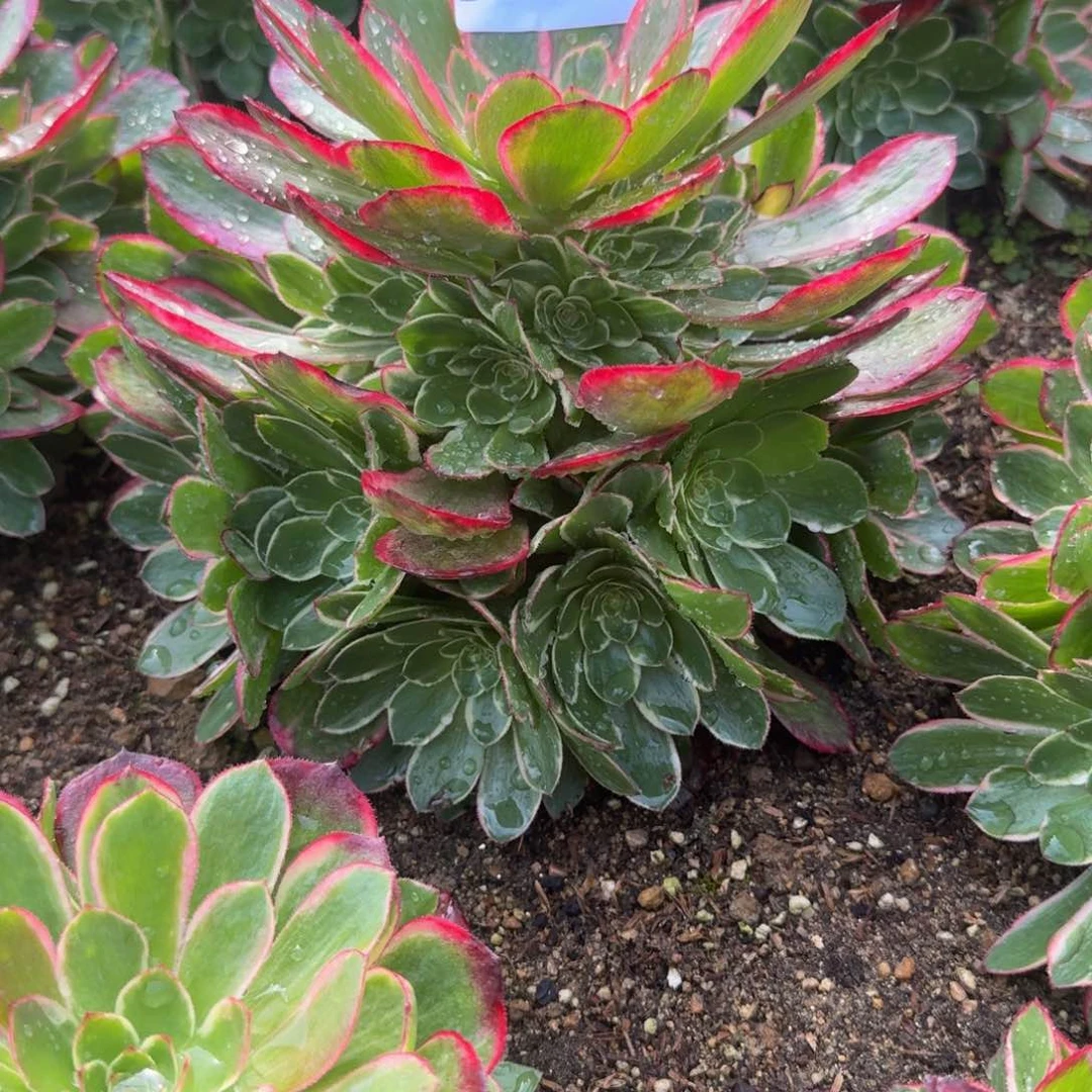 风**你302粉花妖。多肉植物