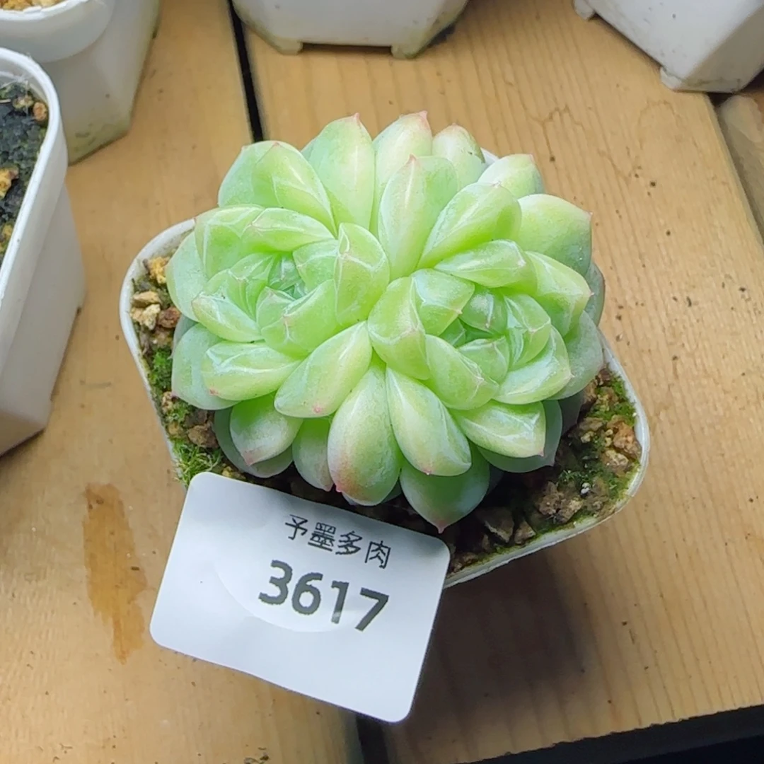 白财，3617多肉植物
