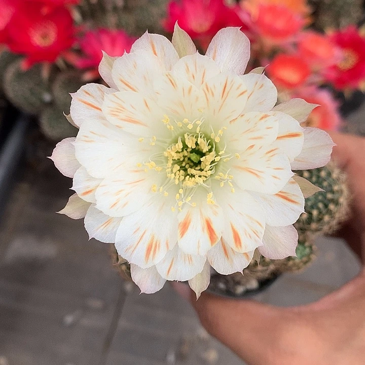 681 侧芽自根丽花6厘米盆