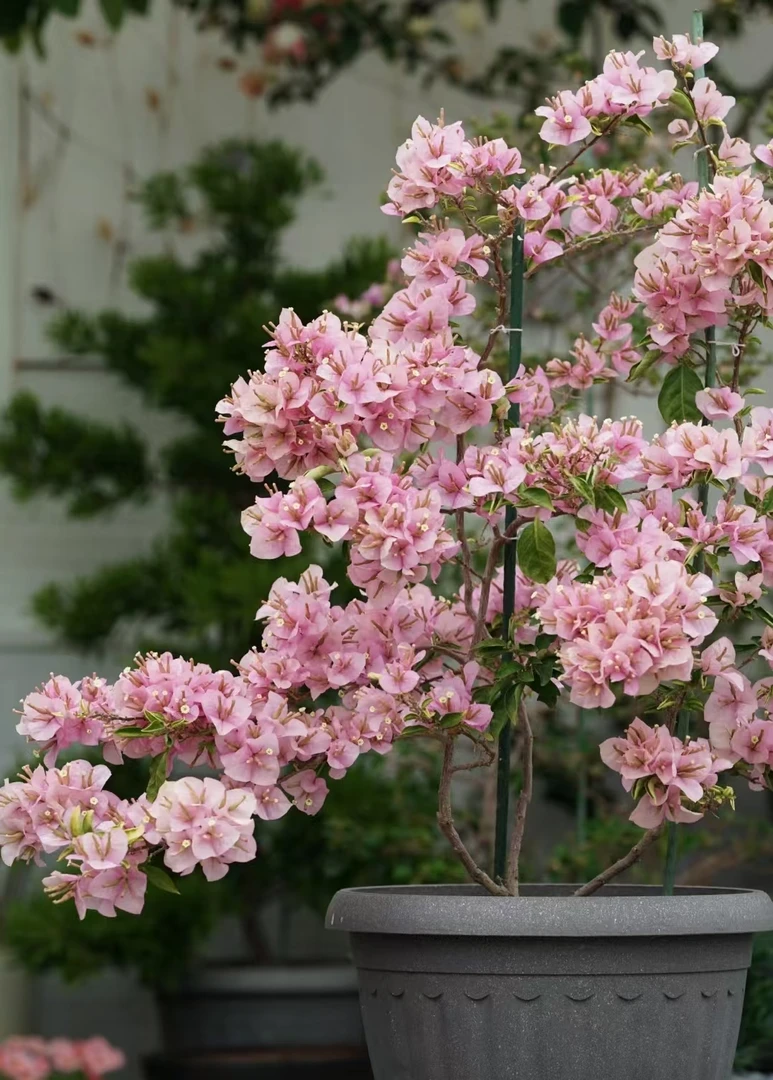 【粉天使】三角梅0.5加仑带花带盆藤条四季勤花爬藤绿植