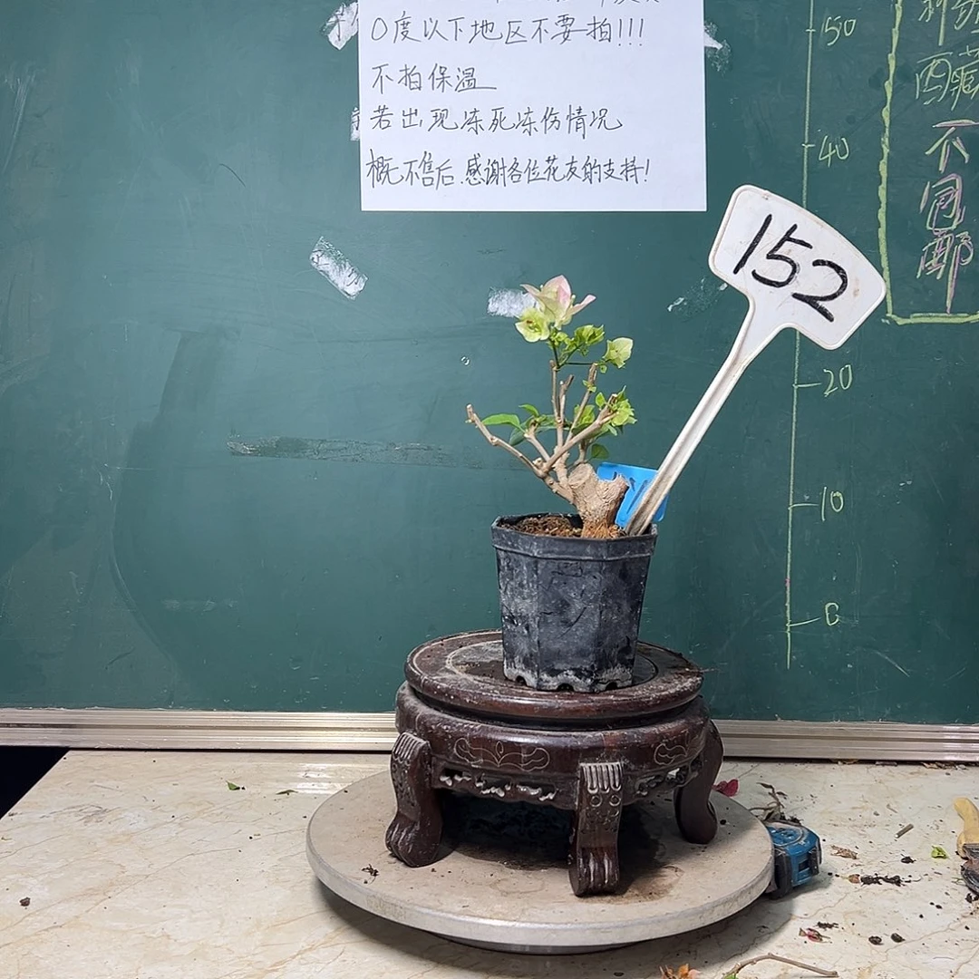 完全开放绿樱 大宝 粗坨坨 152