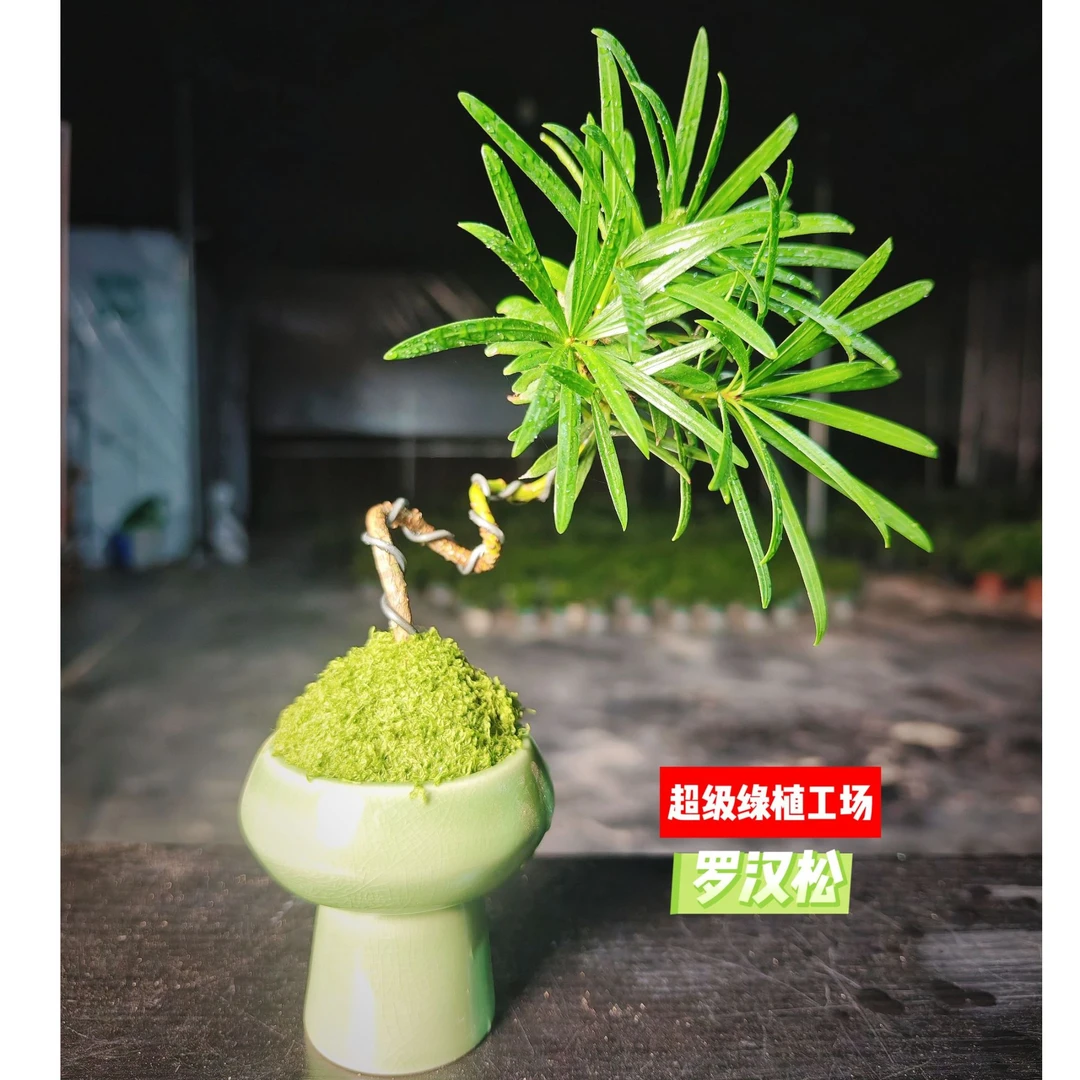 罗汉松苔藓球四季常青树苗造型盆栽绿植客厅摆放茶桌桌面植物阳台