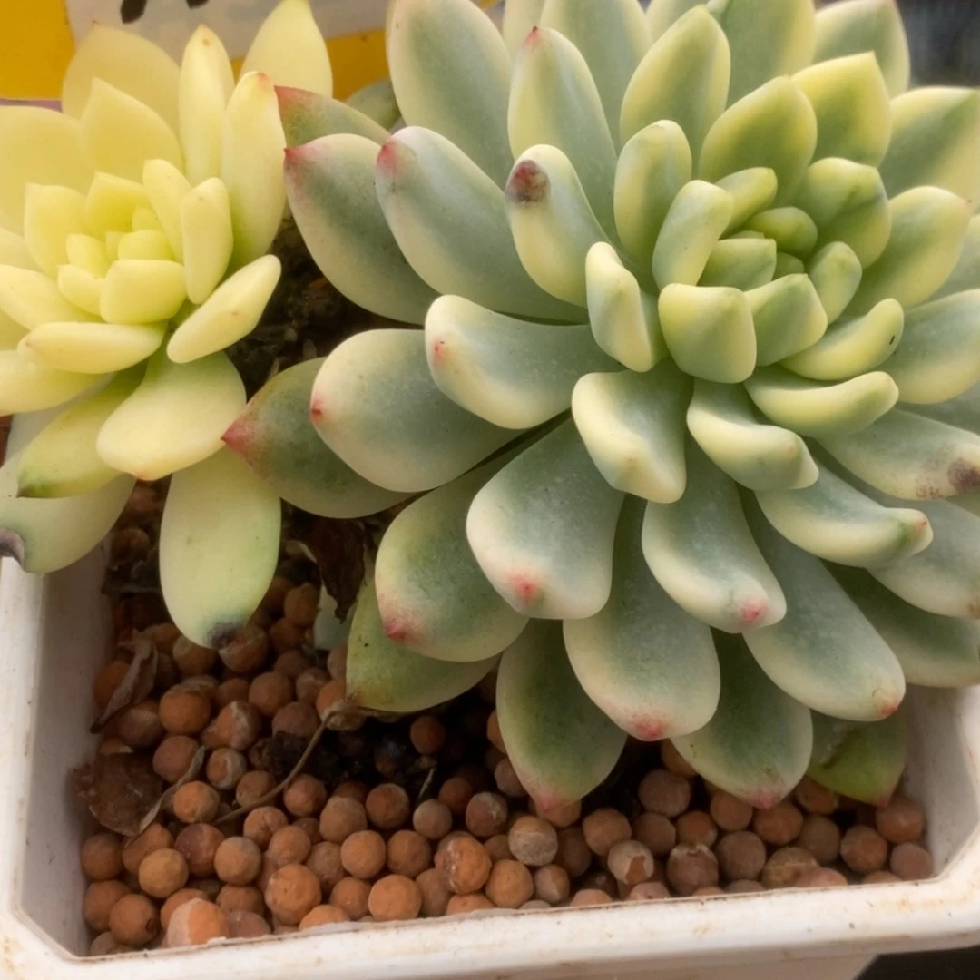 380蓝苹果锦锦锦锦锦锦锦