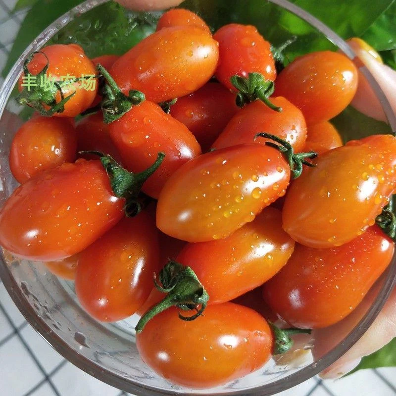 丹东409小柿子非千禧圣女果孕妇新鲜水果蔬菜铁皮草莓花生小番茄