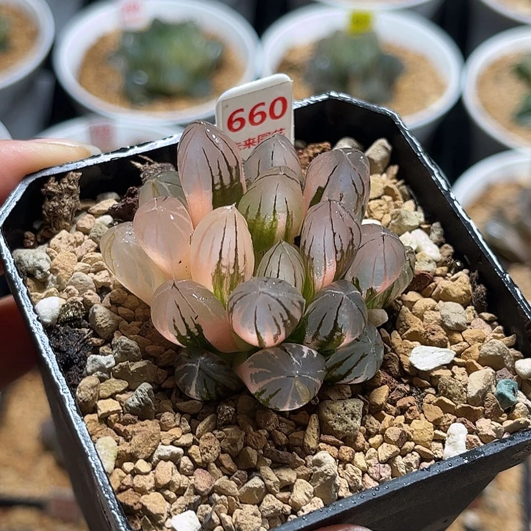 660霓虹灯玉露锦福利