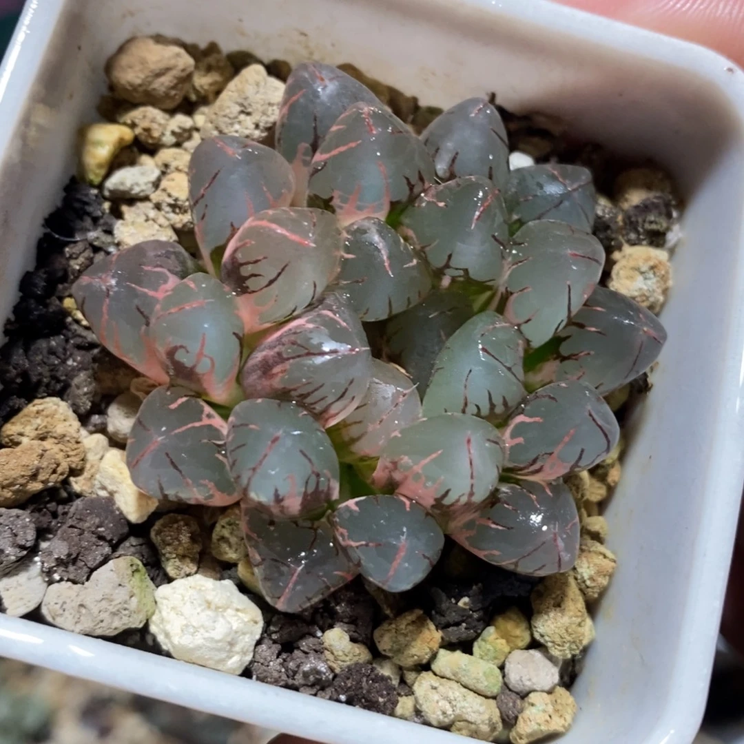 一颗实生玉露锦 开播福利