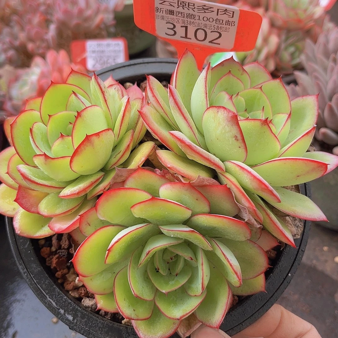 3102牡丹亭多肉植物